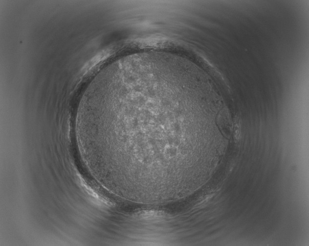 X0000078010637200611031431