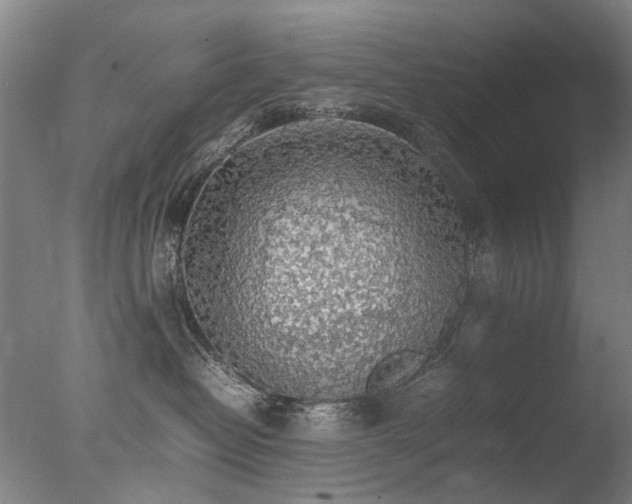 X0000078020382200610271240