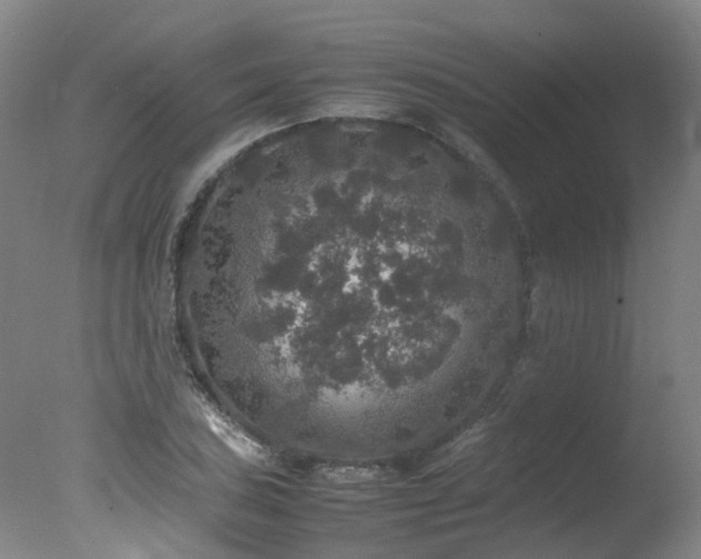 X0000078021027200610271228