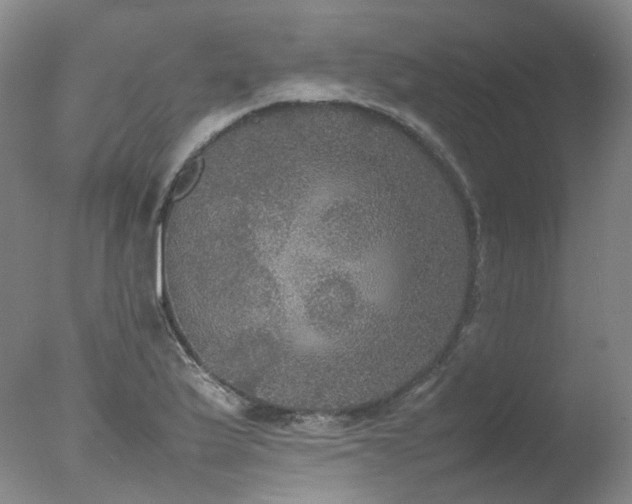 X0000078021175200610271226