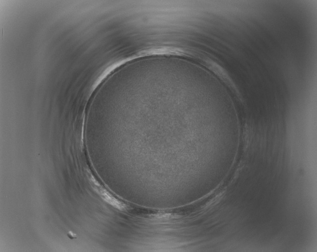 X0000078021228200610271225