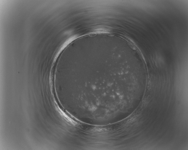 X0000078021243200610271225