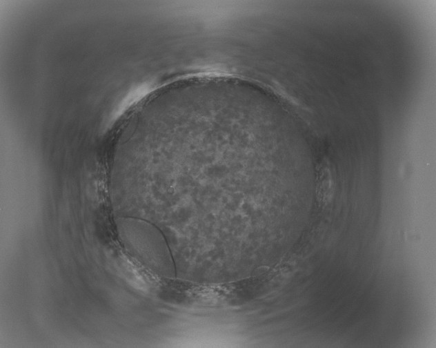 X0000078021255200610271225