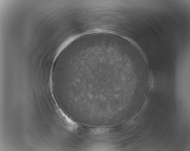 X0000078021294200610271224