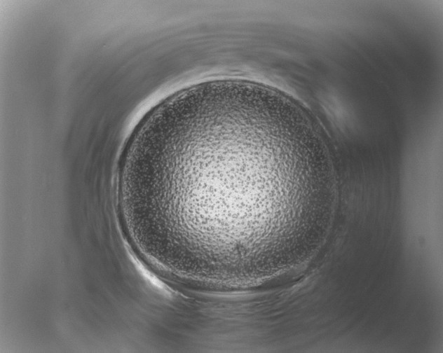 X0000078021519200610271220