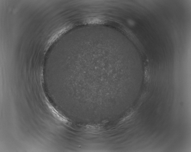 X0000078020725200611031455