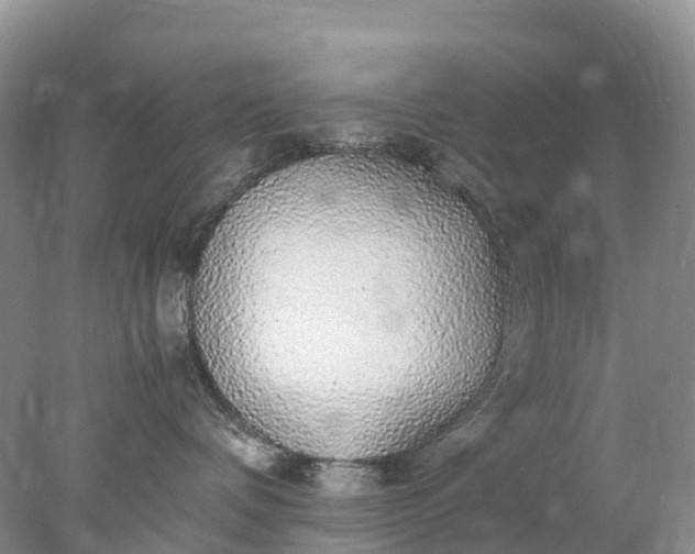 X0000078020336200611101853