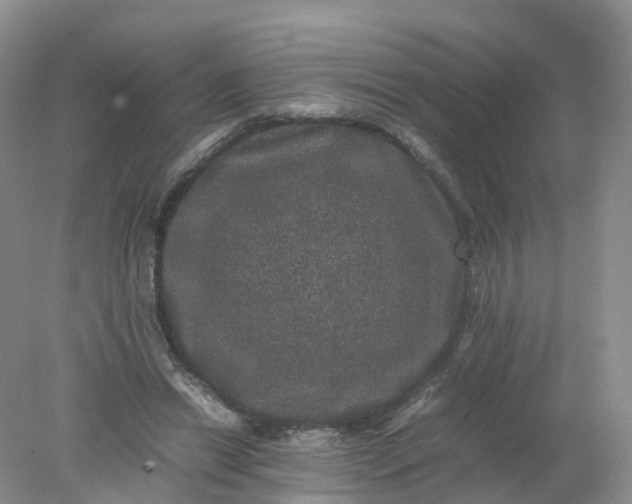 X0000078020446200611101851