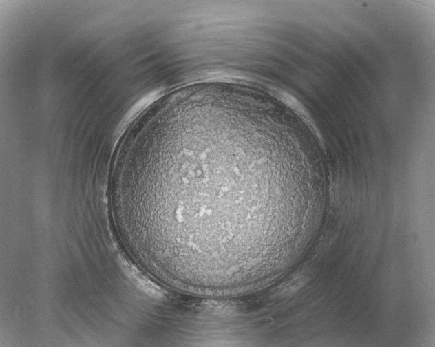 X0000078020954200611101843