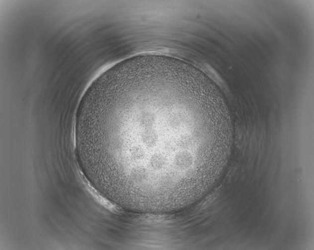 X0000078021036200611101841