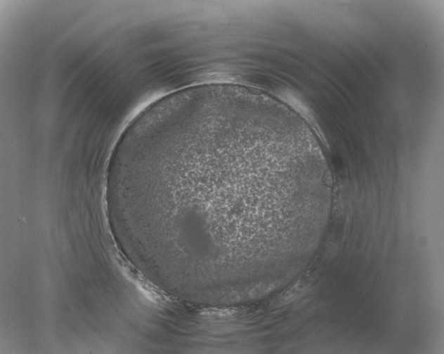 X0000078021051200611101842