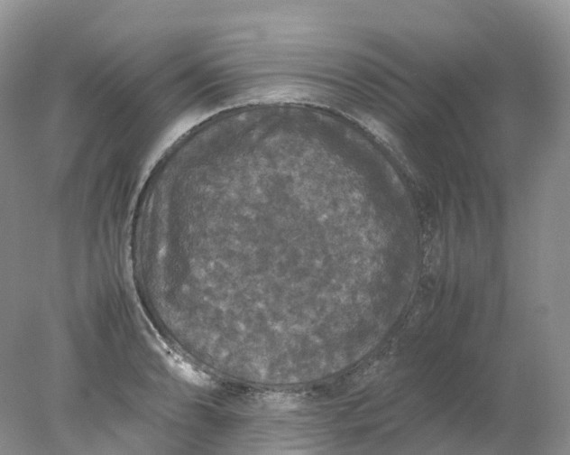 X0000078021086200611101840