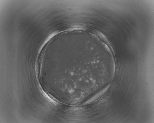 X0000078021243200611101838