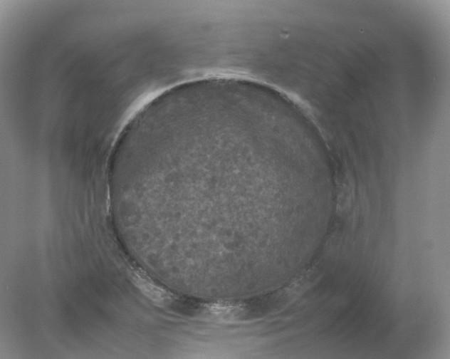 X0000078021271200611101837