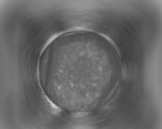 X0000078021294200611101837