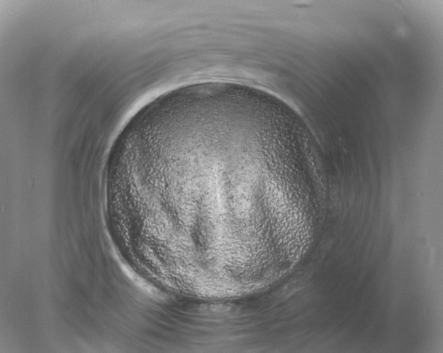 X0000078021515200611101833