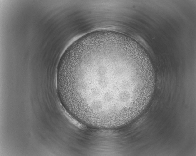 X0000078021036200611171907