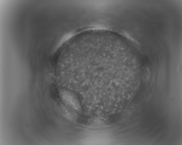 X0000078021255200611171904