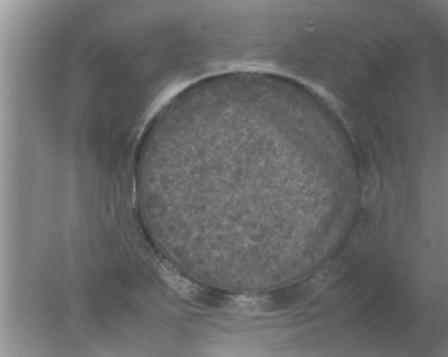 X0000078021271200611171903