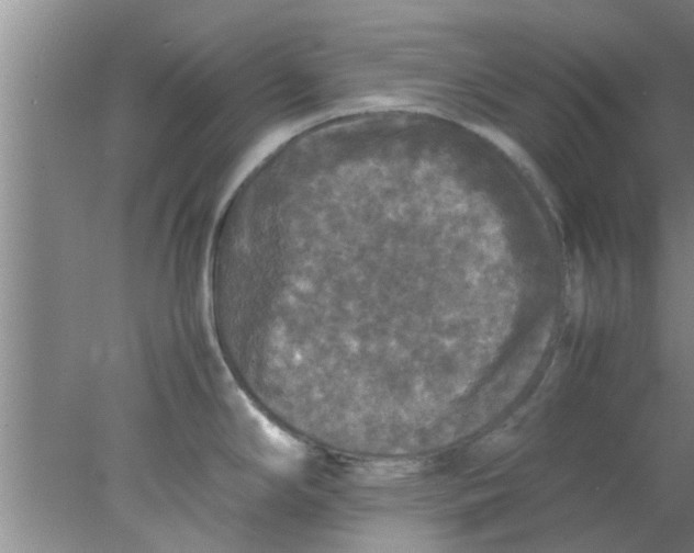 X0000078021294200611171903