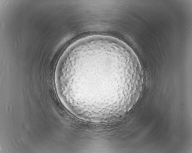 X0000078020675200611251530