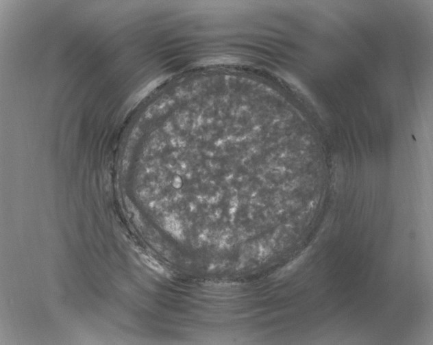 X0000078020921200611251526