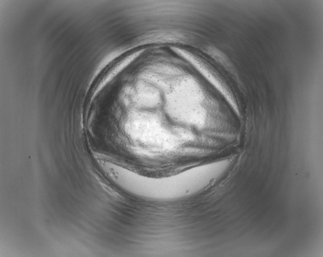 X0000078021226200611251521