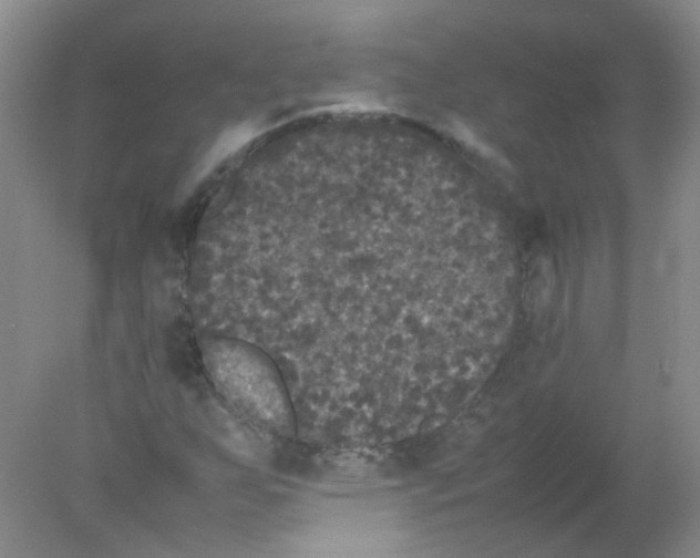 X0000078021255200611251520