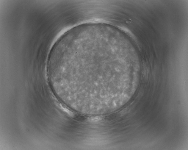 X0000078021278200611251520