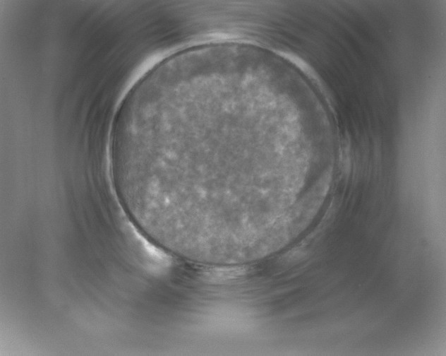 X0000078021294200611251520