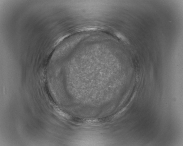 X0000078021353200611251519