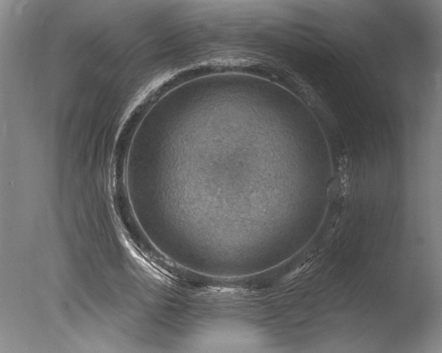 X0000078030726200610271259