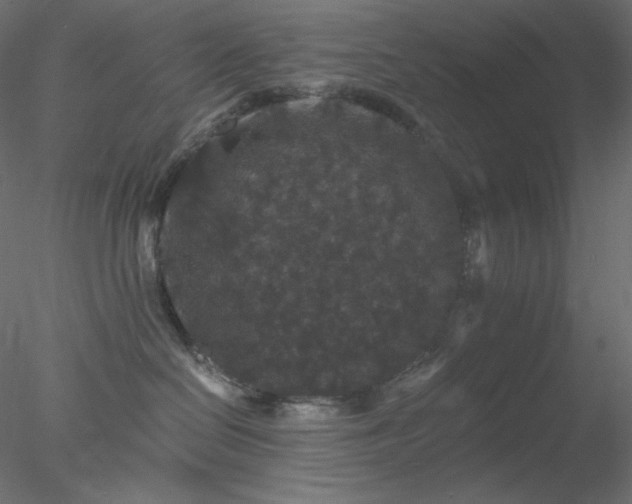 X0000078030286200611031545