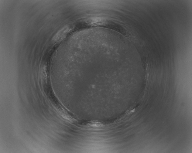 X0000078030506200611031541