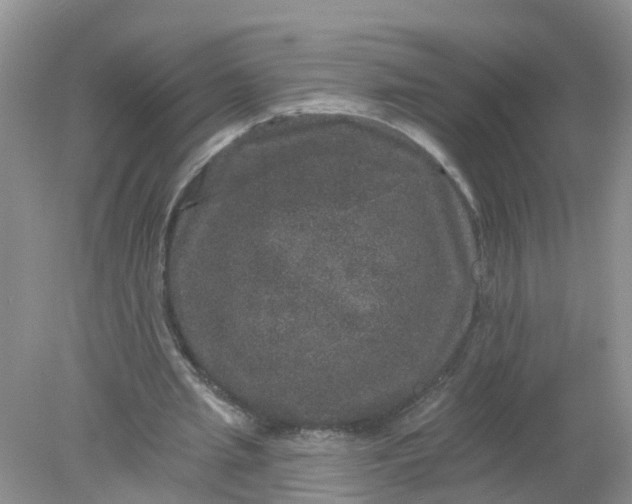 X0000078030437200611101917
