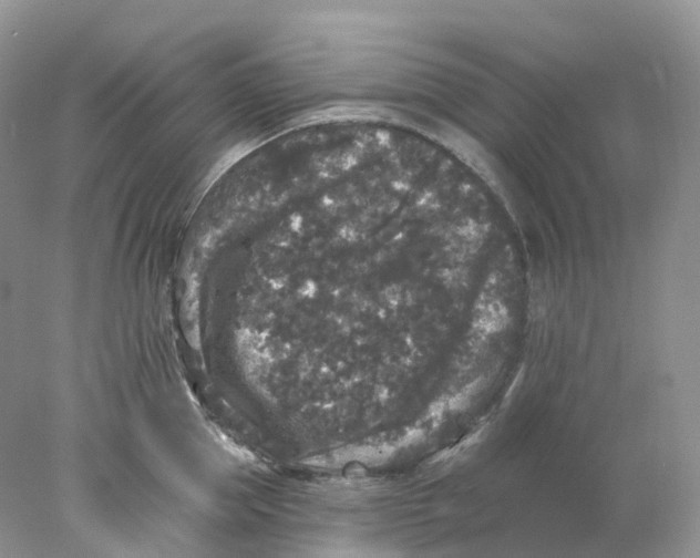 X0000078030953200611171935