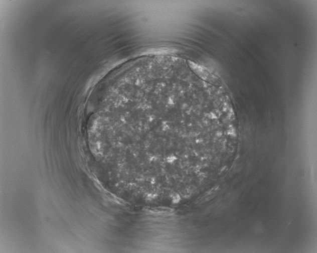 X0000078030337200611251601