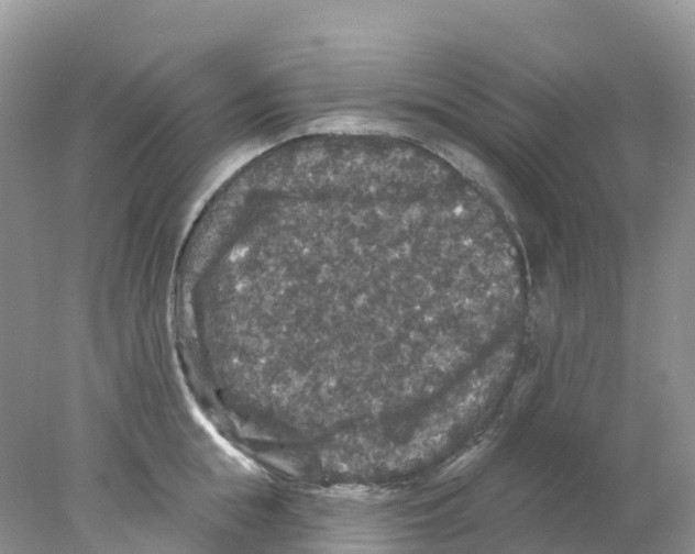 X0000078030855200611251554