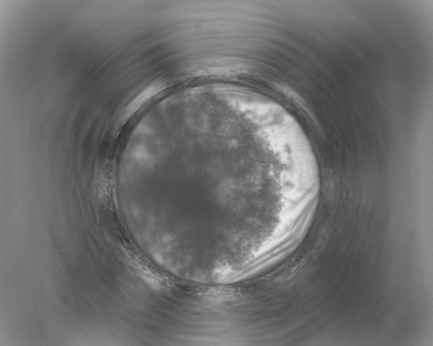 X0000078030874200611251553