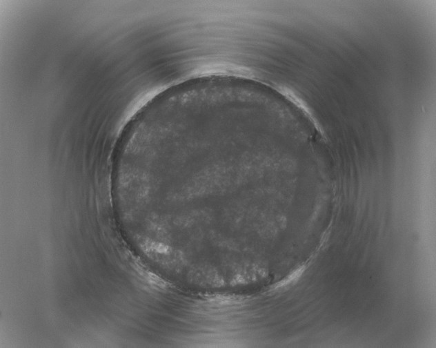 X0000078030877200611251553