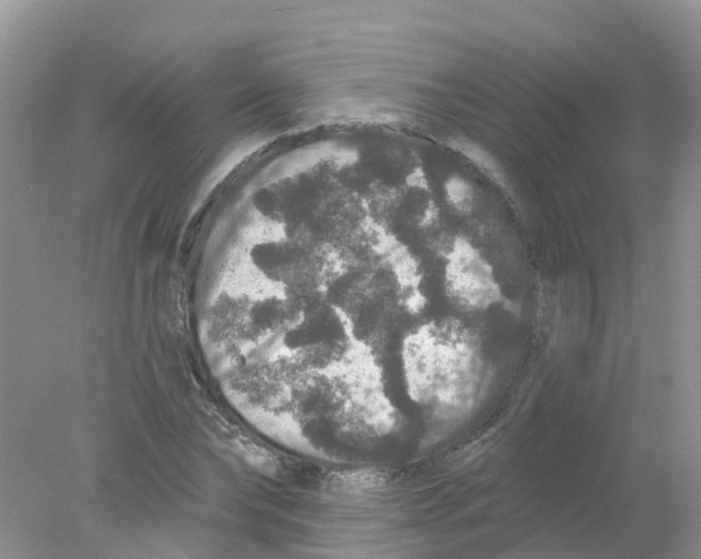 X0000078030878200611251553