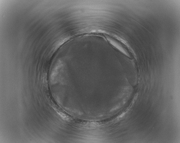 X0000078030881200611251553