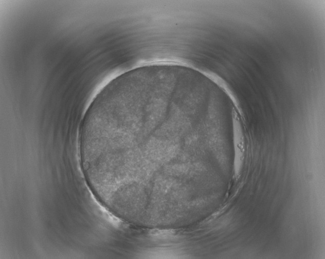 X0000078031006200611251551