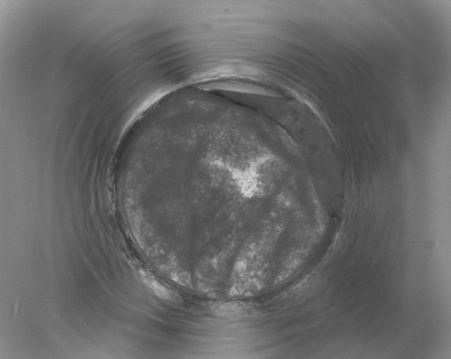 X0000078031018200611251550