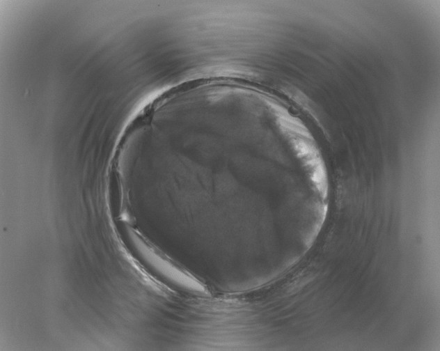 X0000078031024200611251550