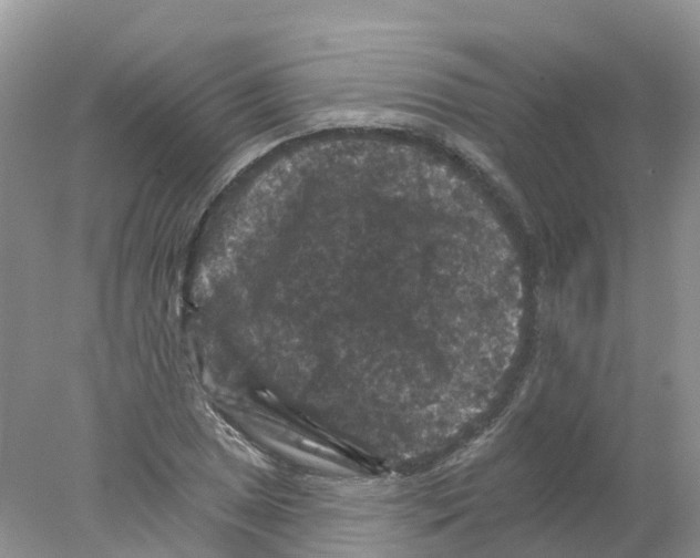 X0000078031025200611251550