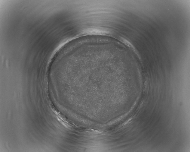 X0000078031027200611251550