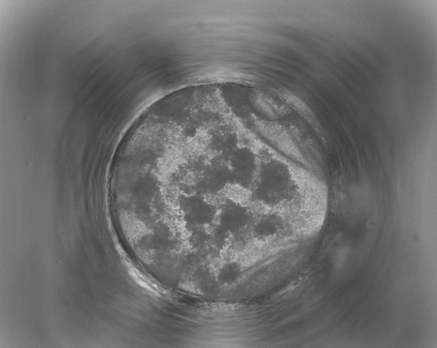 X0000078031039200611251550