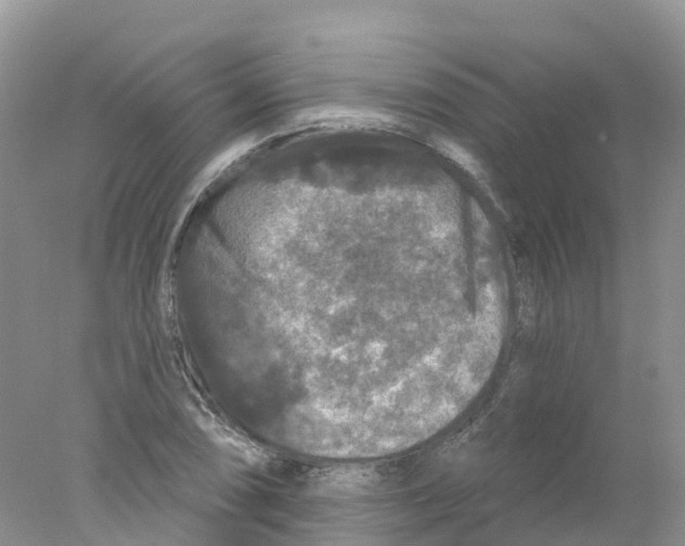 X0000078031074200611251549