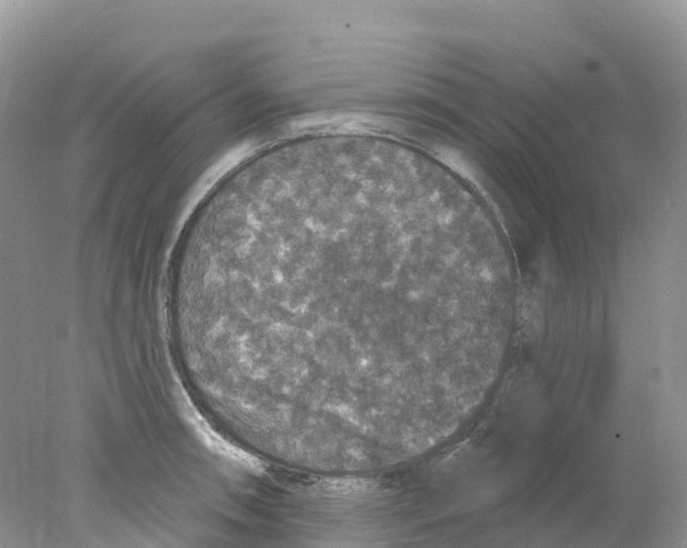 X0000078031090200611251549